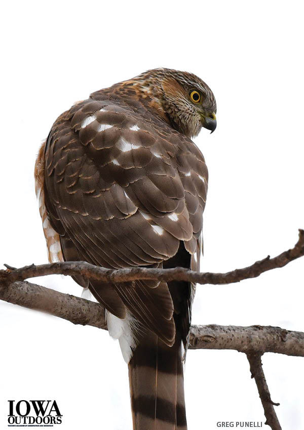 How to tell a Cooper's hawk from a sharp-shinned and other cool things about Cooper's hawks | Iowa DNR